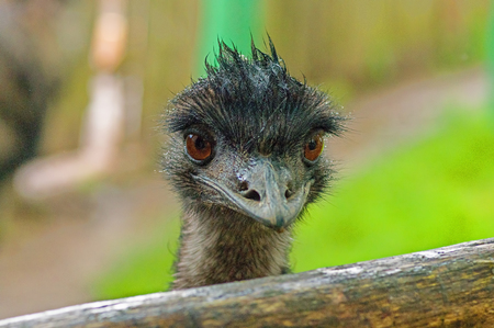 Australian emu close-upの写真素材
