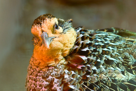 head pheasant Close-upの写真素材
