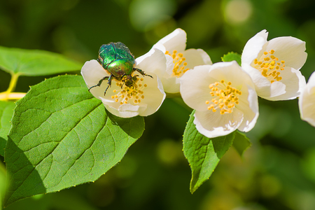 Chafer on a white jasmine flowerの写真素材