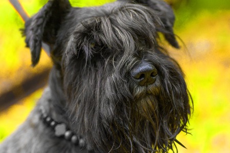 dog of Zwergschnauzer Close-upの写真素材