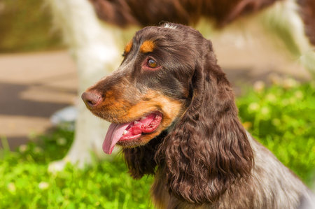 English Springer Spanielの写真素材