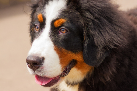 Bernese mountain dogの写真素材