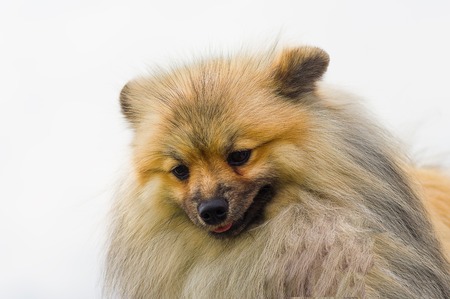 Pomeranian Spitz Close-upの写真素材