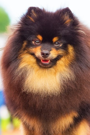 Pomeranian Spitz Close-upの写真素材