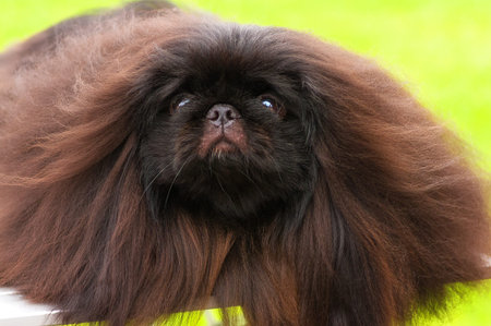 Pekingese dog Close-up