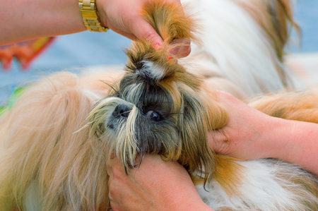 Haircut dogs professional masterの写真素材
