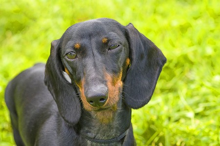 Typical Dachshund Slyly narrowed her eyes, green background. Space under the text. 2018 year of the dog in the eastern calendar Concept: parodist dogs, dog friend of man, true friends, rescuers.の写真素材