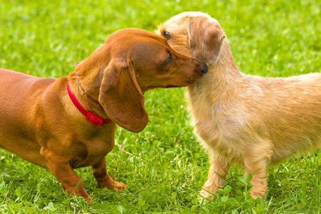 Typical Dachshund Close-up