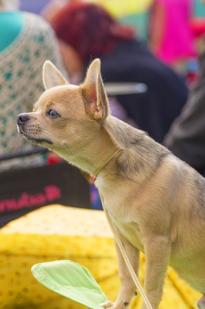 Chihuahua dog Close-upの写真素材