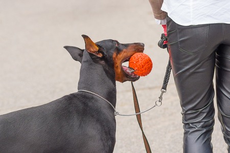 Doberman Pinscher dog close-upの写真素材