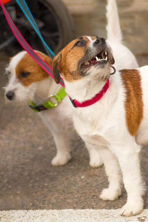dog of terrier Close-up
