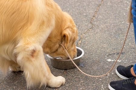 Big dog close-upの写真素材