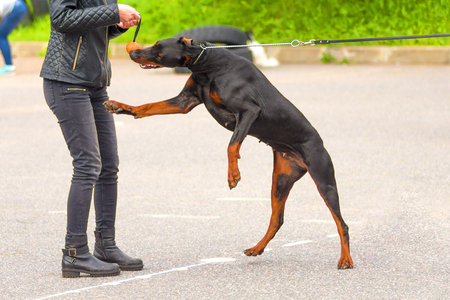Doberman Pinscher dog close-upの写真素材