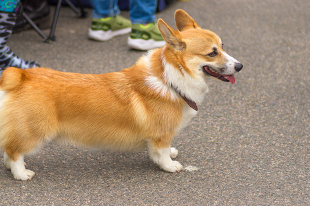Welsh Corgi close-upの写真素材