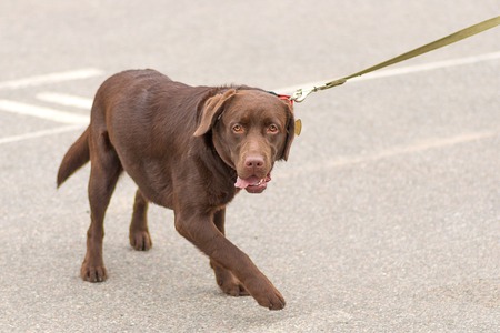 Big dog close-upの写真素材