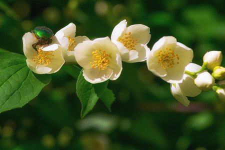 Chafer on a white jasmine flowerの写真素材