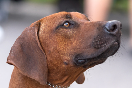 Hunting dog close-upの写真素材