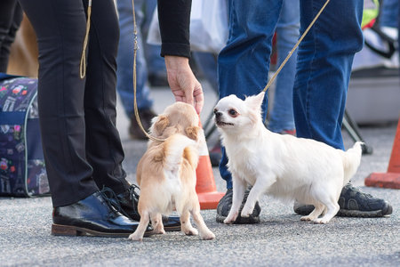 Chihuahua dog Close-upの写真素材