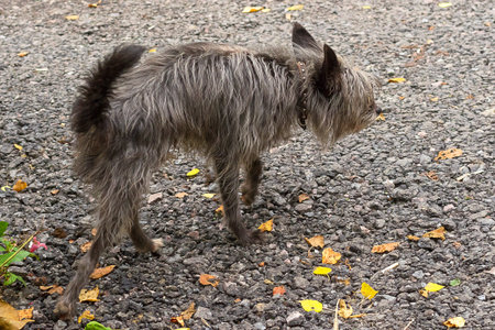 Chinese Crested Dog