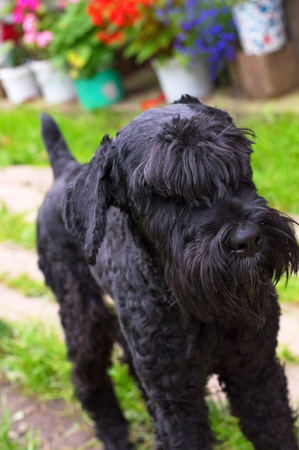 dog of Zwergschnauzer breed with black hair and uncut ears and tail. Close-up. Space under the text. 2018 year of the dog in the eastern calendar Concept: parodist dogs, dog friend of man, true friends, rescuers.の写真素材