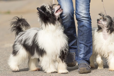Chinese Crested Dogの写真素材