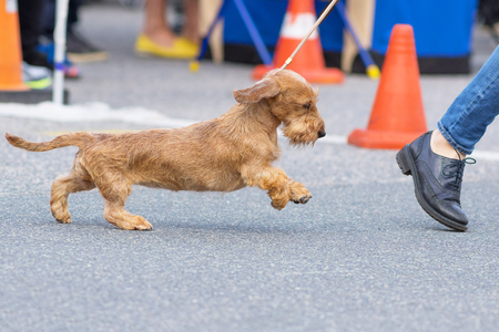 dog of terrier Close-upの写真素材