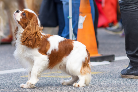 Small dog close-upの写真素材