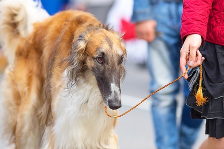Hunting dog close-upの写真素材