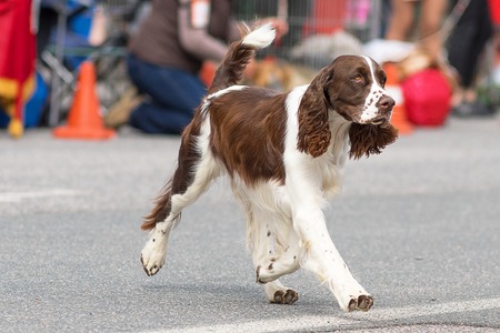 Hunting dog close-up. Space under the text. 2018 year of the dog in the eastern calendar Concept: friend, protection, loyalty, vigilance, securityの写真素材