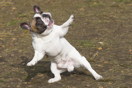 English Bulldog Close-upの写真素材