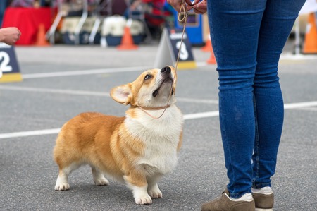 Welsh Corgi close-upの写真素材