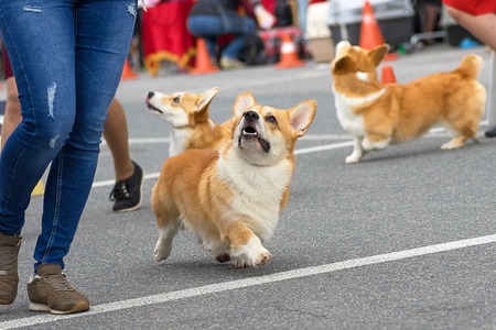 Welsh Corgi close-upの写真素材