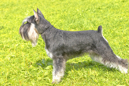 Schnauzer mittel Close-upの写真素材