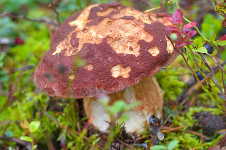 mushroom grown in the forestの写真素材