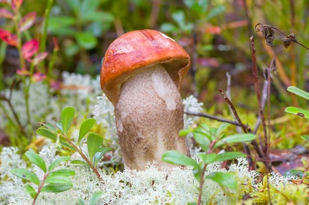 mushroom grown in the forestの写真素材