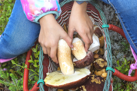 mushroom grown in the forestの写真素材