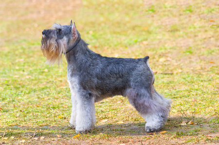 Schnauzer mittel Close-upの写真素材
