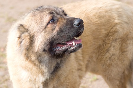 Big dog close-upの写真素材