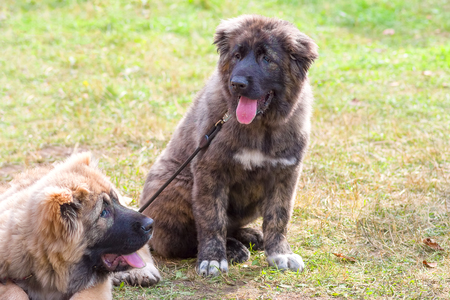 Guard dog close-upの写真素材