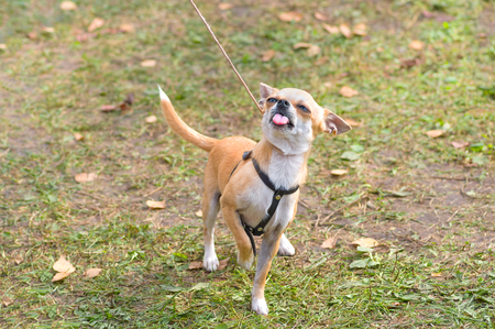 Chihuahua dog Close-upの写真素材