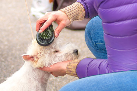 Haircut dogs professional masterの写真素材