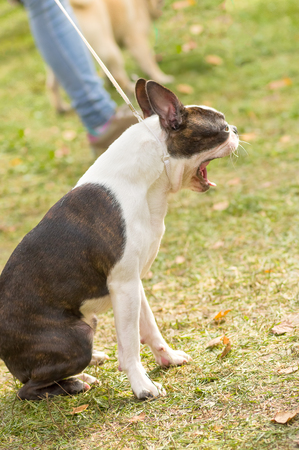French Bulldog Close-upの写真素材