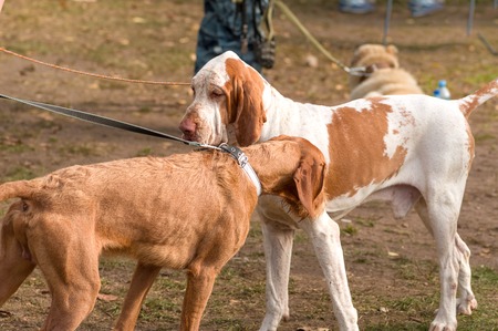 Hunting dog close-upの写真素材