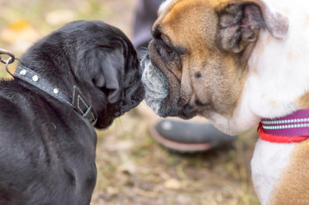 English Bulldog Close-upの写真素材