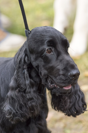 Hunting dog close-upの写真素材