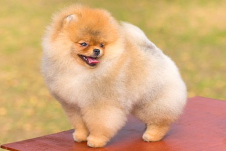 Dog Spitz Close-upの写真素材