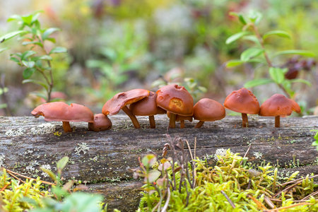 mushrooms honey agarics close-up