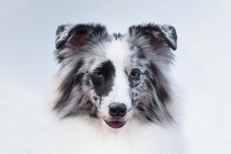Hunting dog close-upの写真素材