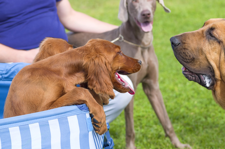 small dog from the shelter barks at a large dog.の写真素材