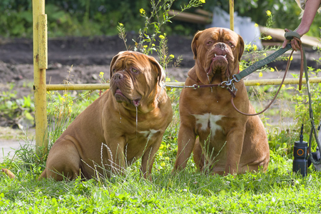 Two large brown Mastiff dogs are basking in the sun. Background of green blurry grass.の写真素材